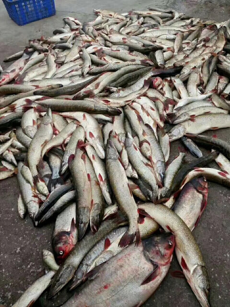 阿勒泰狗鱼多少钱一斤,阿勒泰狗鱼市场价格是多少