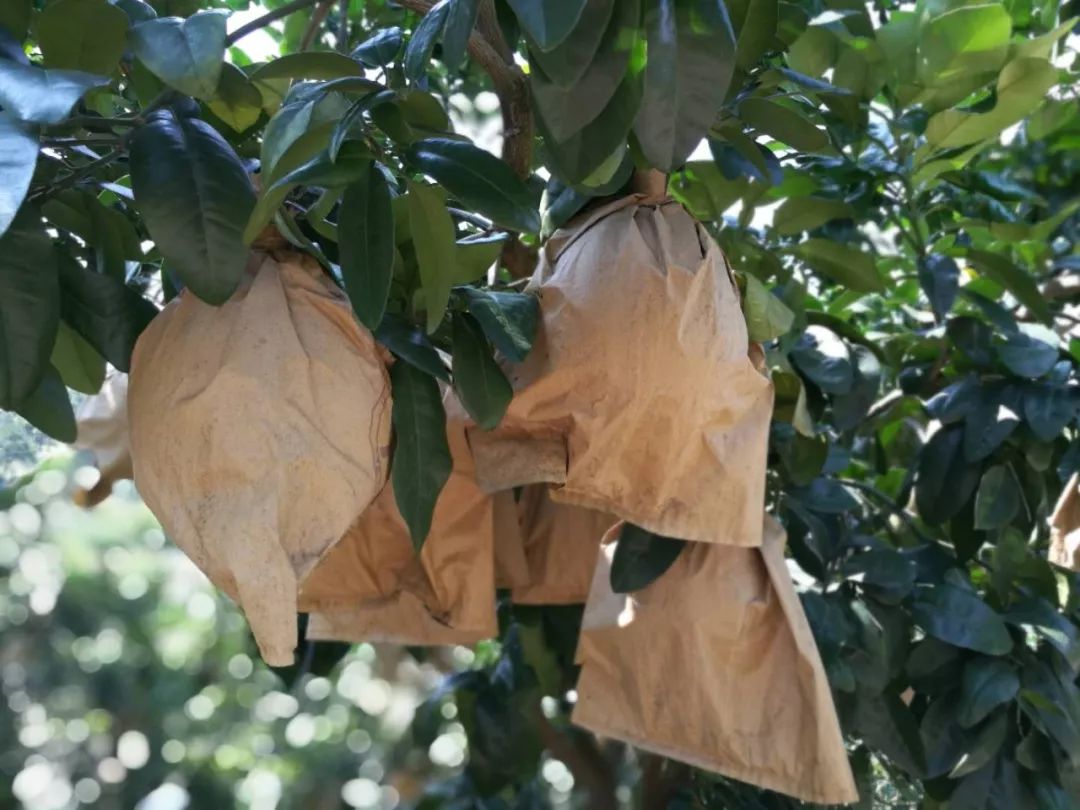 在石潭镇南楼村"柚有喜"蜜柚种植基地,整个山头都密密麻麻种满了柚子