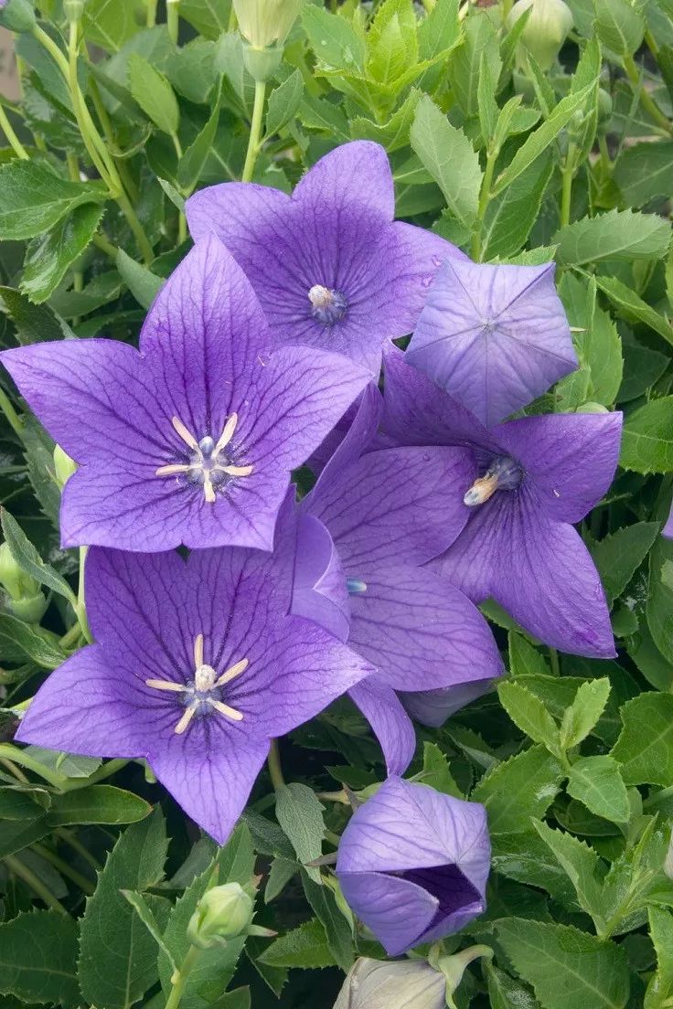 这9种植物都有紫色的花朵