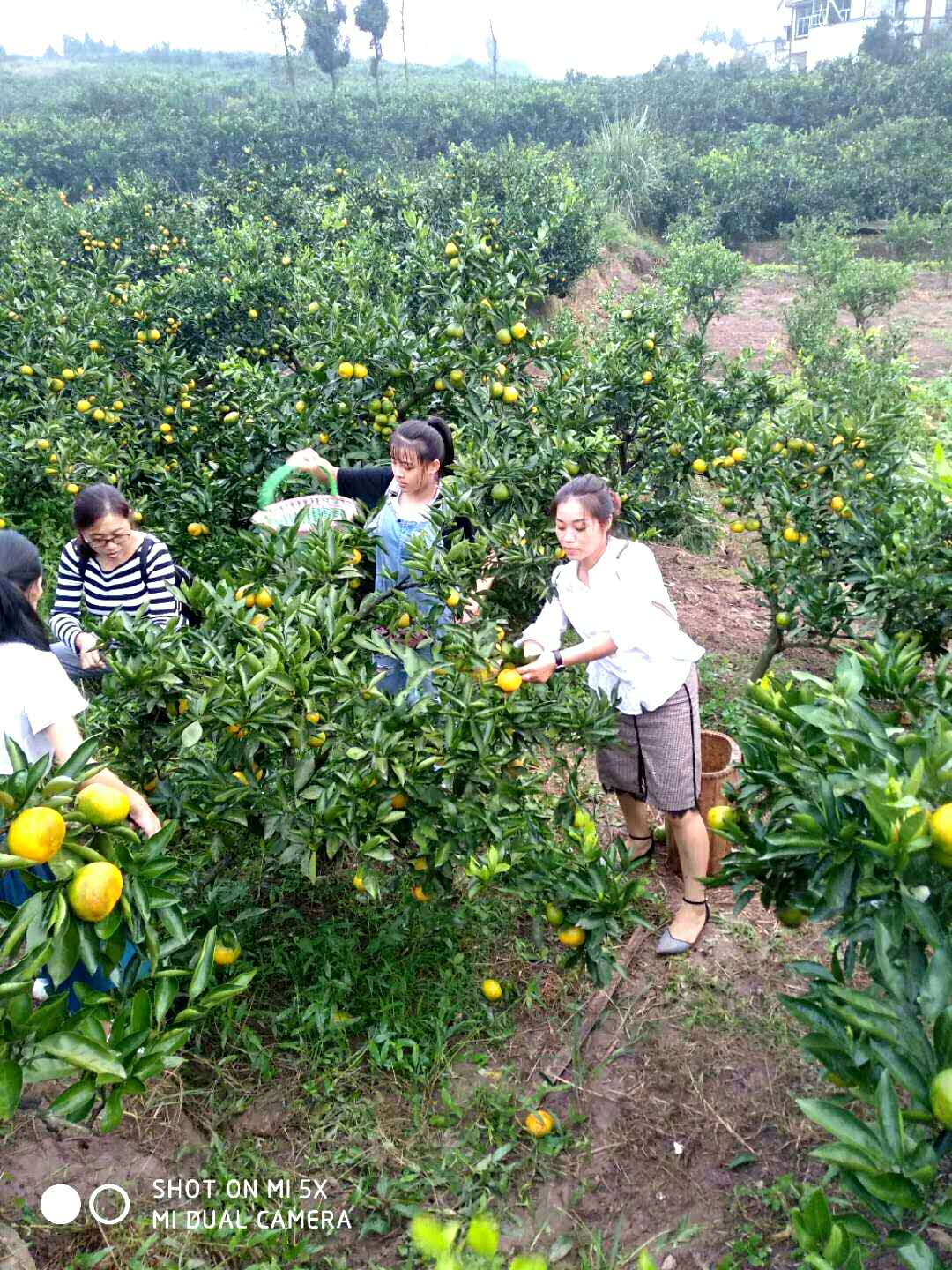 资阳佛山橘海图片