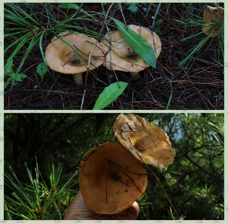 黑色滑滑的野生菌图片