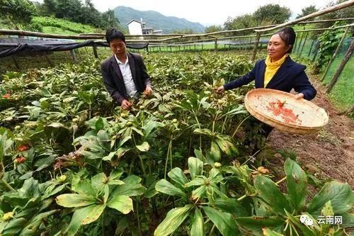 雲南這些最好的農產品品牌擬獲省級表彰獎勵!