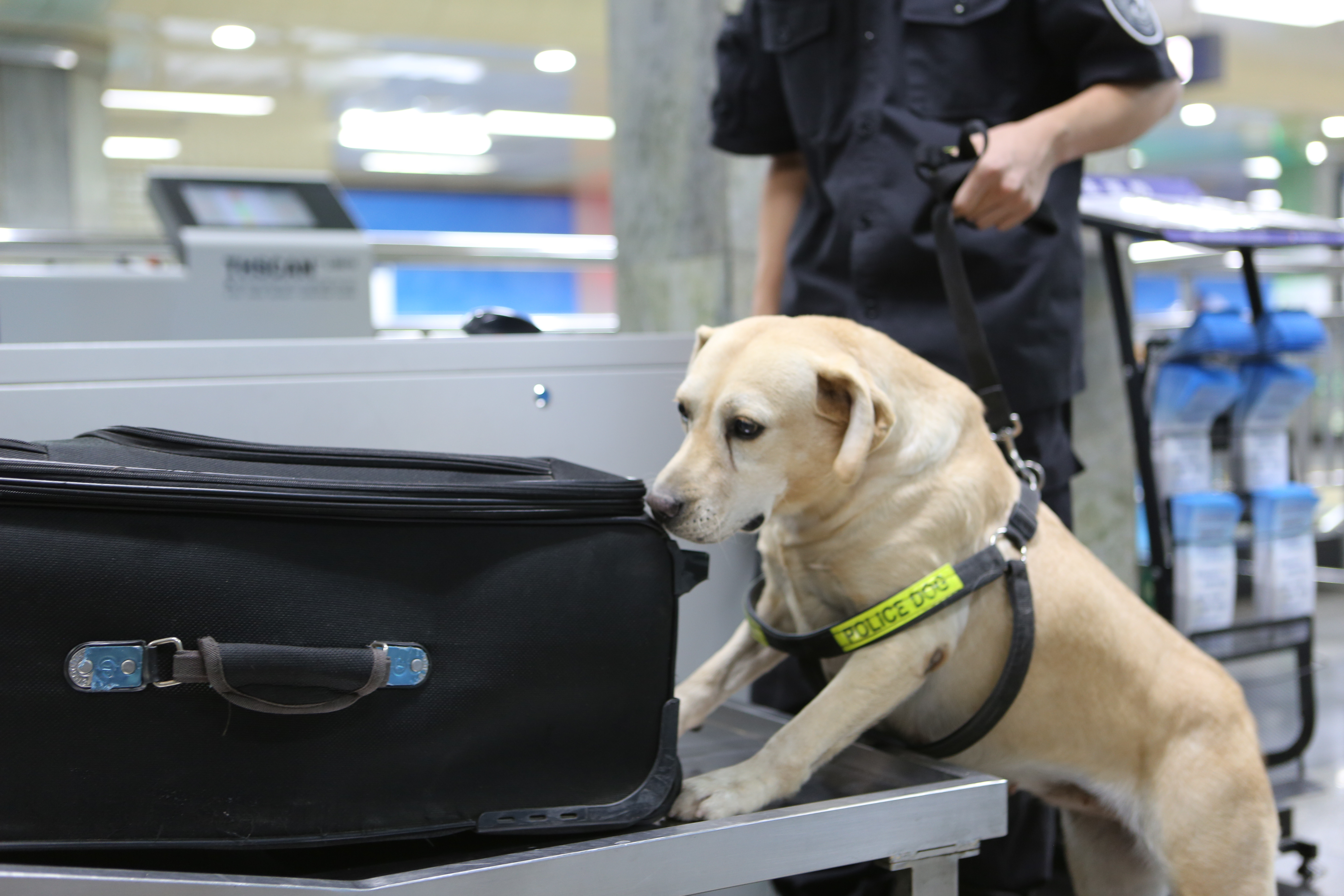 正在履职的警犬贝贝双语服务外国朋友公交警方提醒乘客注意:在地铁