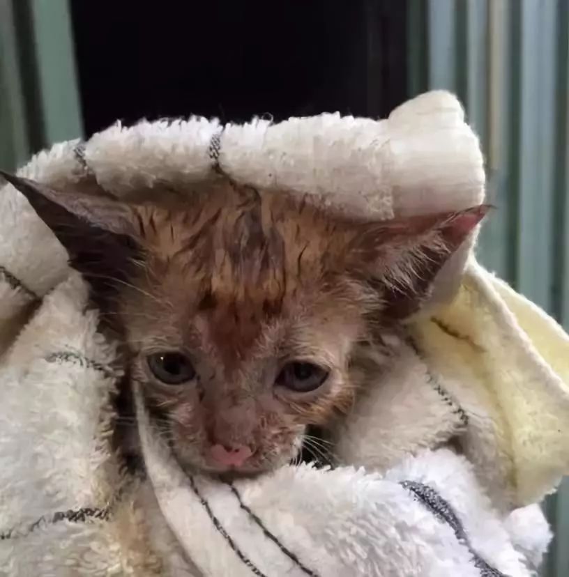 地震台风猫咪表情包图片