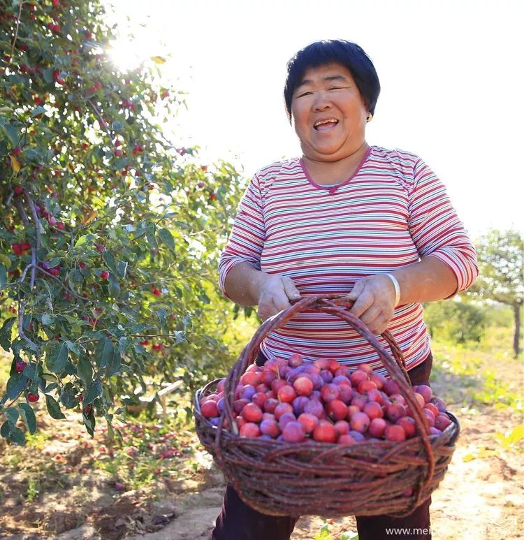 【本土】準格爾旗的海紅子紅了?走!酸溜溜嘗一嘗!