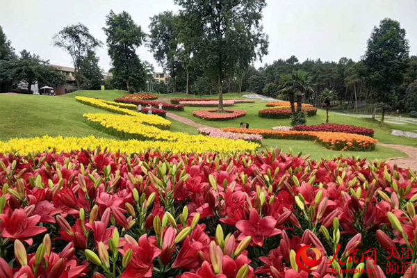 首屆百合花旅遊節將在津舉辦十一假期賞百萬花海