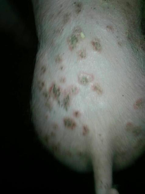 【养殖小技巧】兽医们都不想告诉你的猪皮肤病治疗办法之猪坏死杆菌病