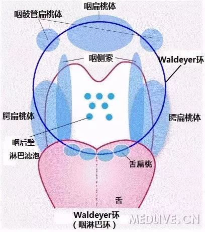 舌扁桃体,咽鼓管扁桃体,咽侧索,咽后壁的淋巴滤泡及其他散布的淋巴