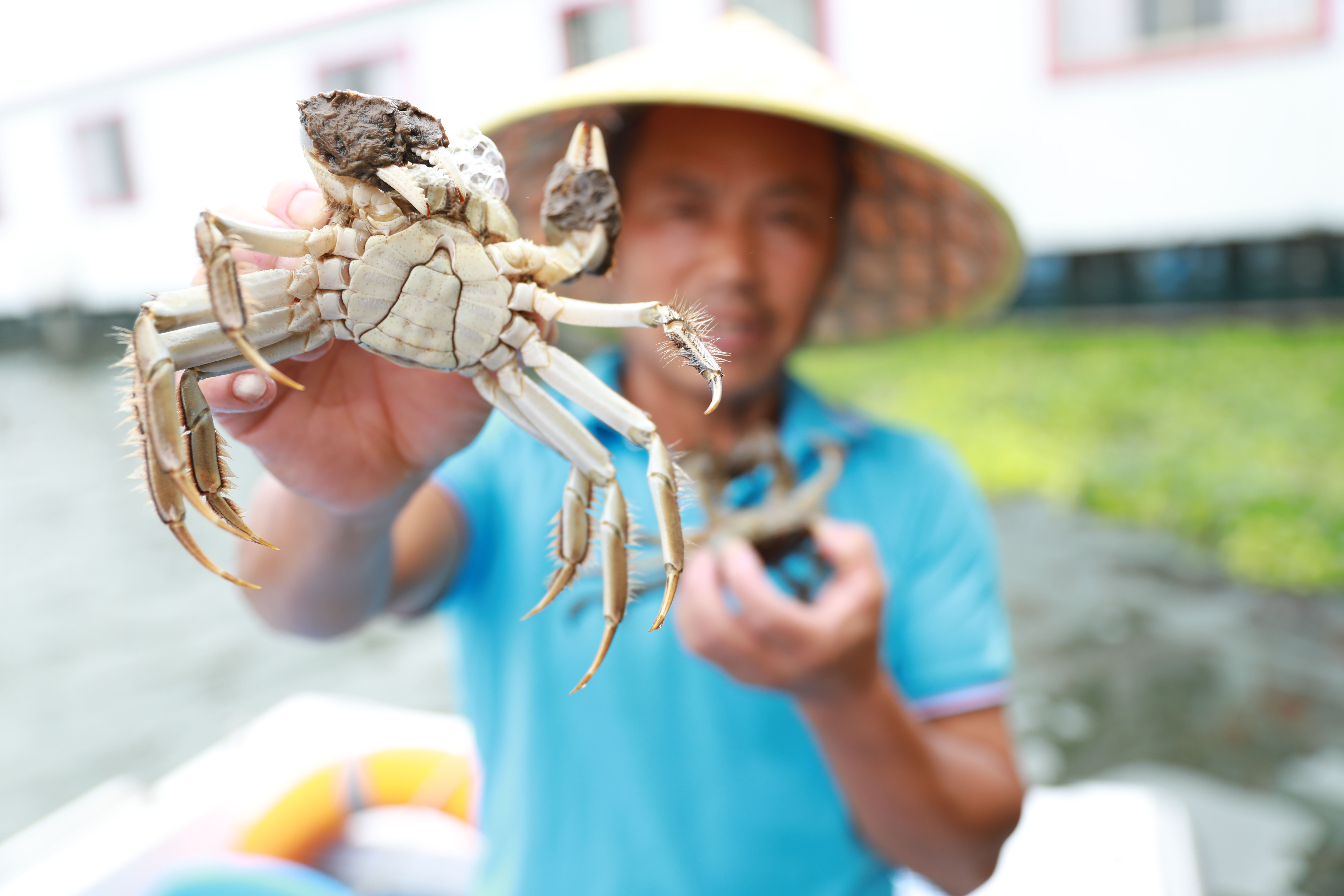 阳澄湖大闸蟹 现场图片