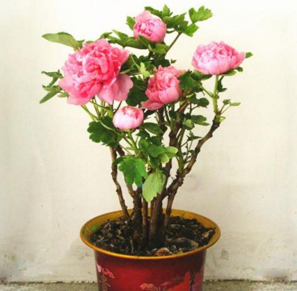 盆栽牡丹花種植方法(盆栽牡丹花的種植方法及養護)