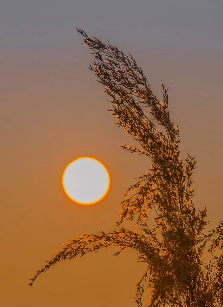 發出輕微的嘆息夕陽西下,風涼涼的打漁的人唱著憂傷的情歌醉意踉蹌,不