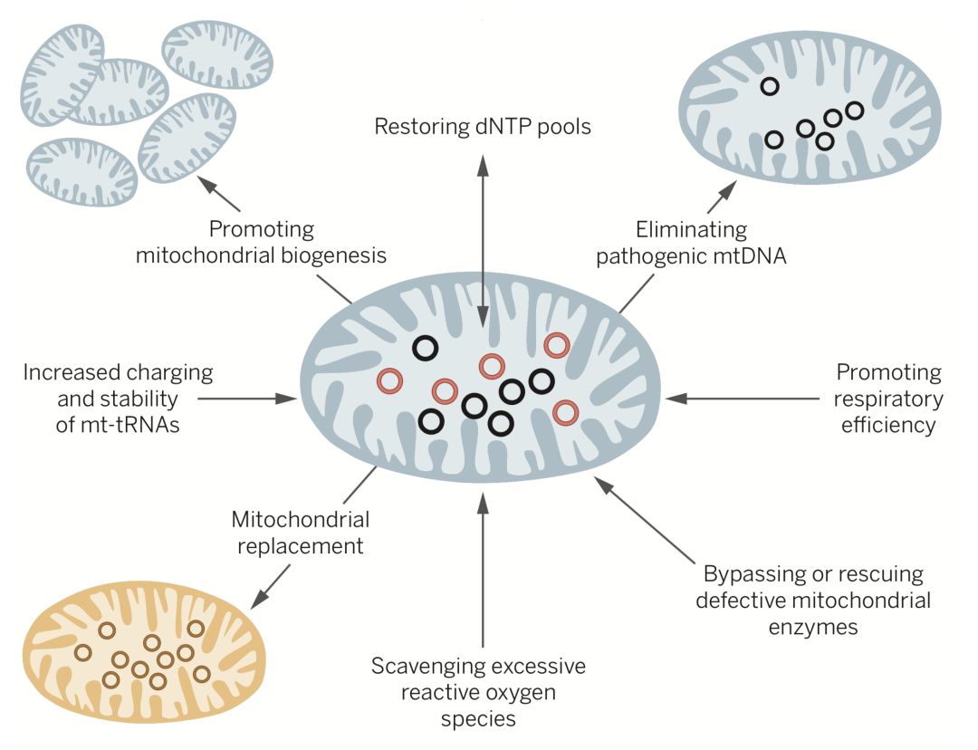 自然醫學雙重磅科學家首次利用基因編輯技術在動物體內修復線粒體dna