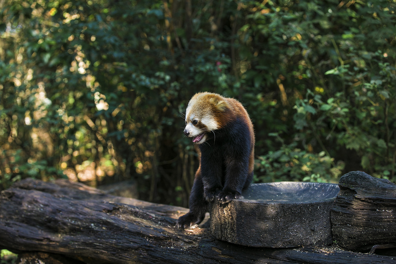 这个国庆在云南普洱太阳河国家森林公园与小熊猫来一场奇妙之旅