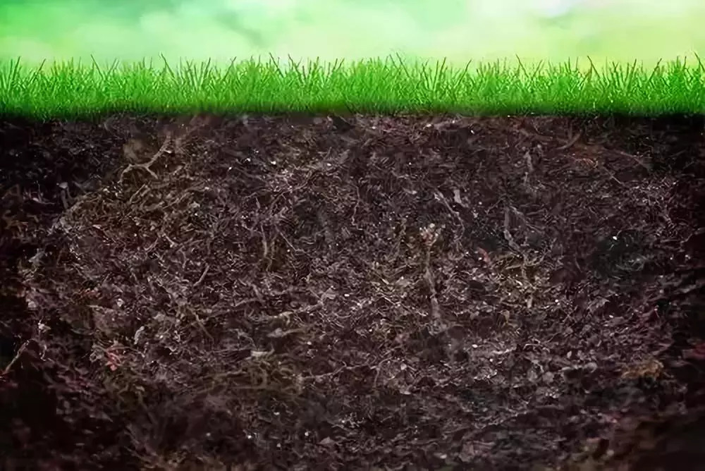 土壤有益菌图片