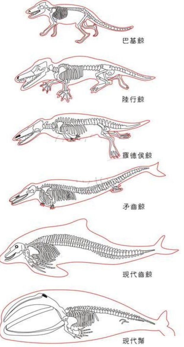 鲸鱼进化过程图图片