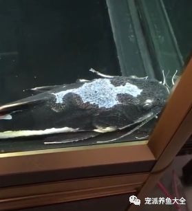 招财猫生病了,鱼友实拍其生病时和病愈后的状态对比