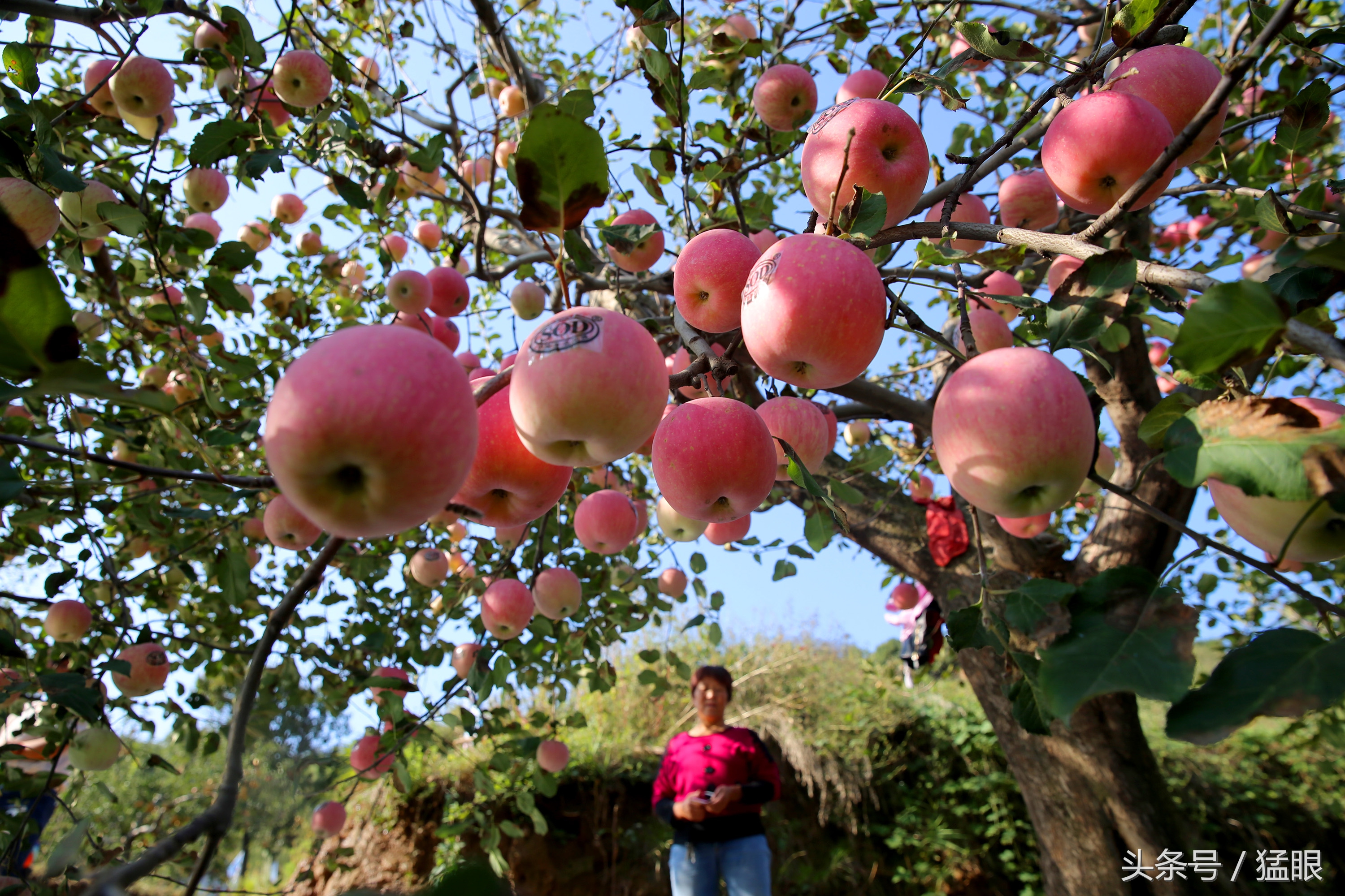 深山有近百年的苹果树每棵能结300斤一棵树一季能卖1500多元