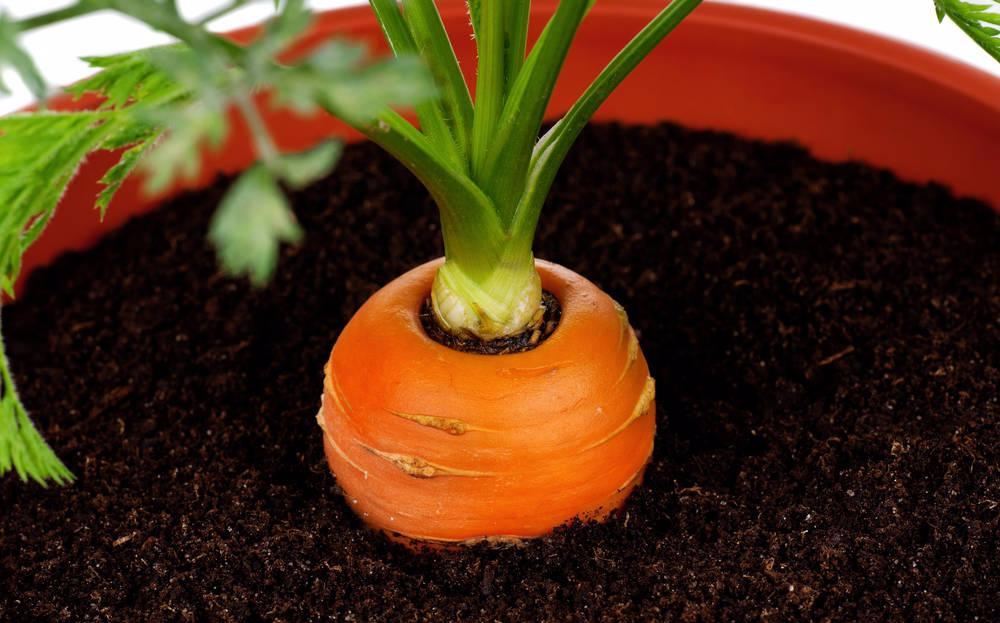 阳台种植注意事项:1,胡萝卜的种子在明亮的地方更容易发芽,播种后要在