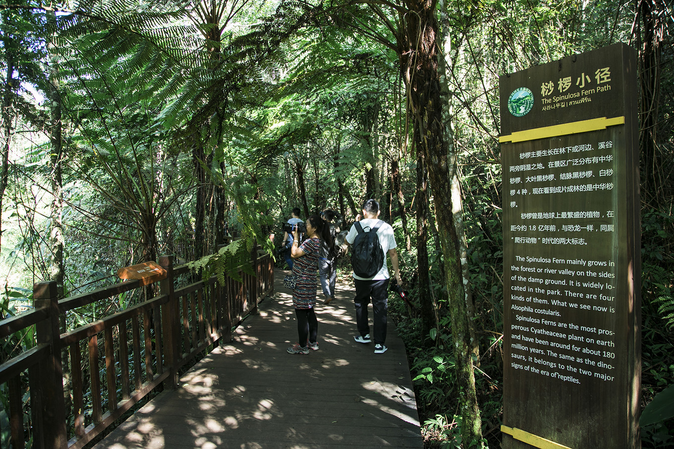 這個國慶,在雲南普洱太陽河國家森林公園,與小熊貓來一場奇妙之旅_酒