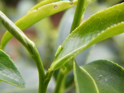 蚧,黑刺粉虱,柑桔粉虱,绿盲蝽,茶角盲蝽,茶黄蓟马,茶橙瘿螨,茶叶瘿螨