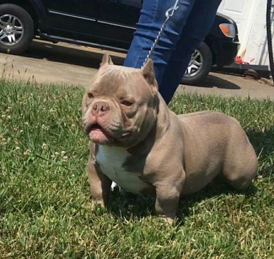 犬的特點演繹到極致,綜合實力超凡脫俗,肌肉完美,結構緊湊,頭版漂亮