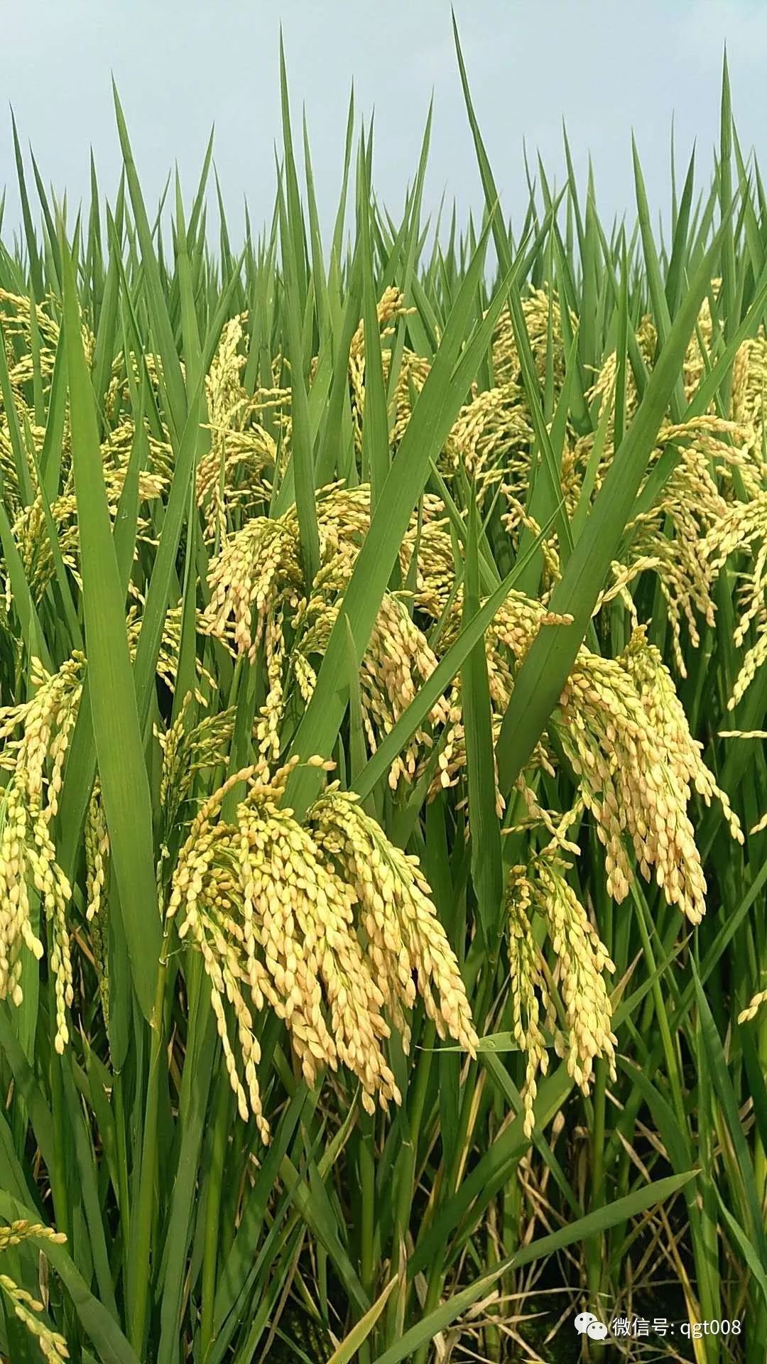 松粳201水稻品种简介图片