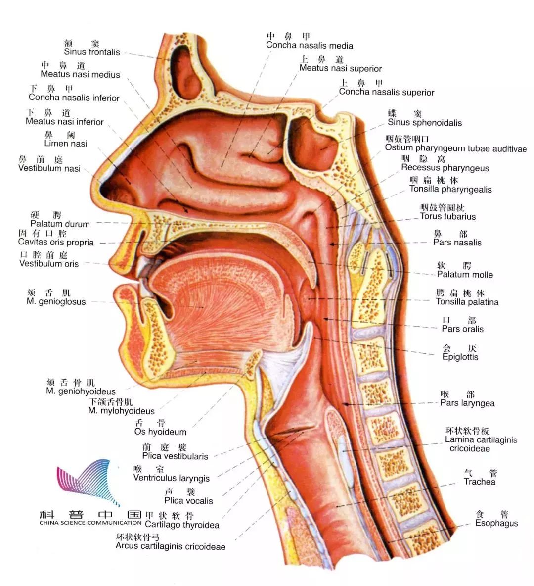 按解剖学上的分类,鼻部应该包括外鼻,鼻腔和鼻窦