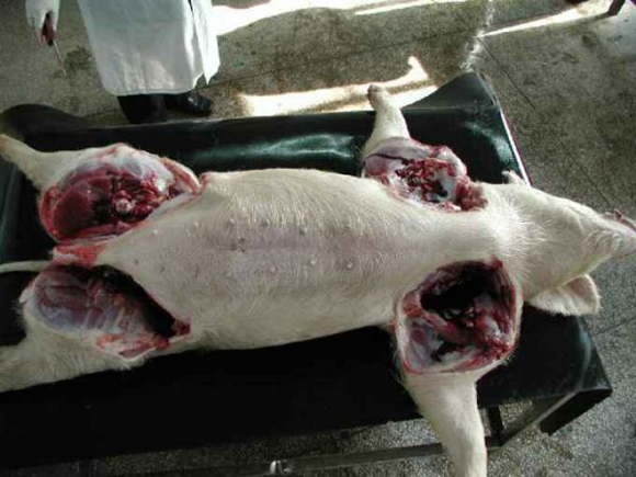 干货老兽医教你一步一步学习猪的解剖流程上