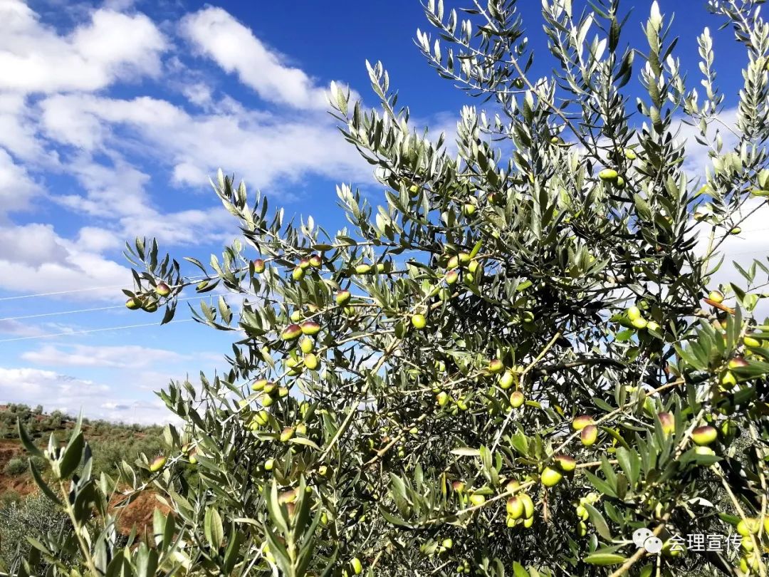 也是我国油橄榄种植最佳的一类适生区
