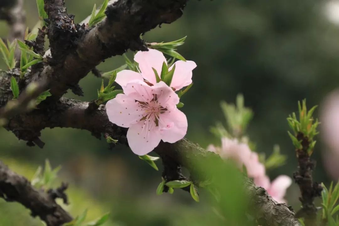 星出而作 朗誦 | 莫問前程誤入桃花陣,驚覺煙花易冷卻被鬼魅迷魂