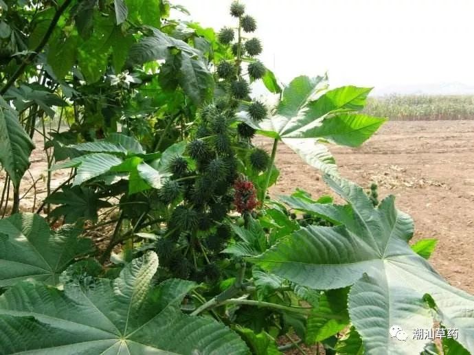 【学名 蓖麻[bì má 大戟科蓖麻属植物.