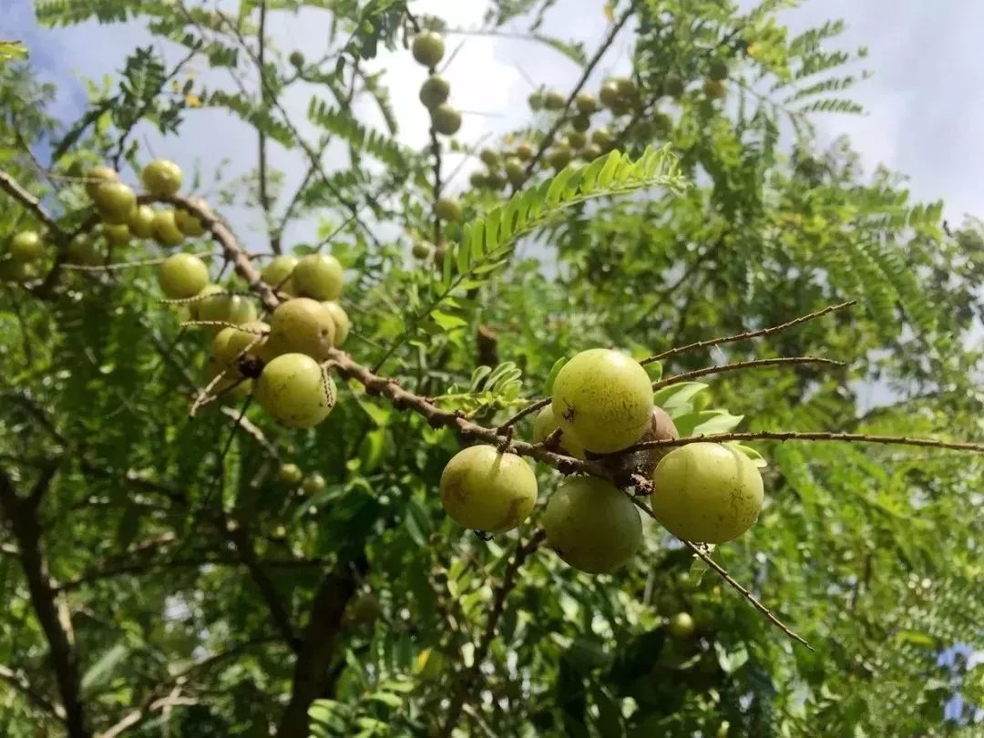 油柑图片未成熟图片