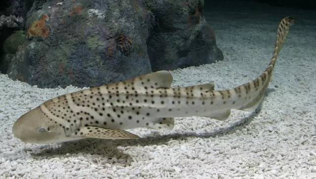 沙錐齒鯊(nurse shark)