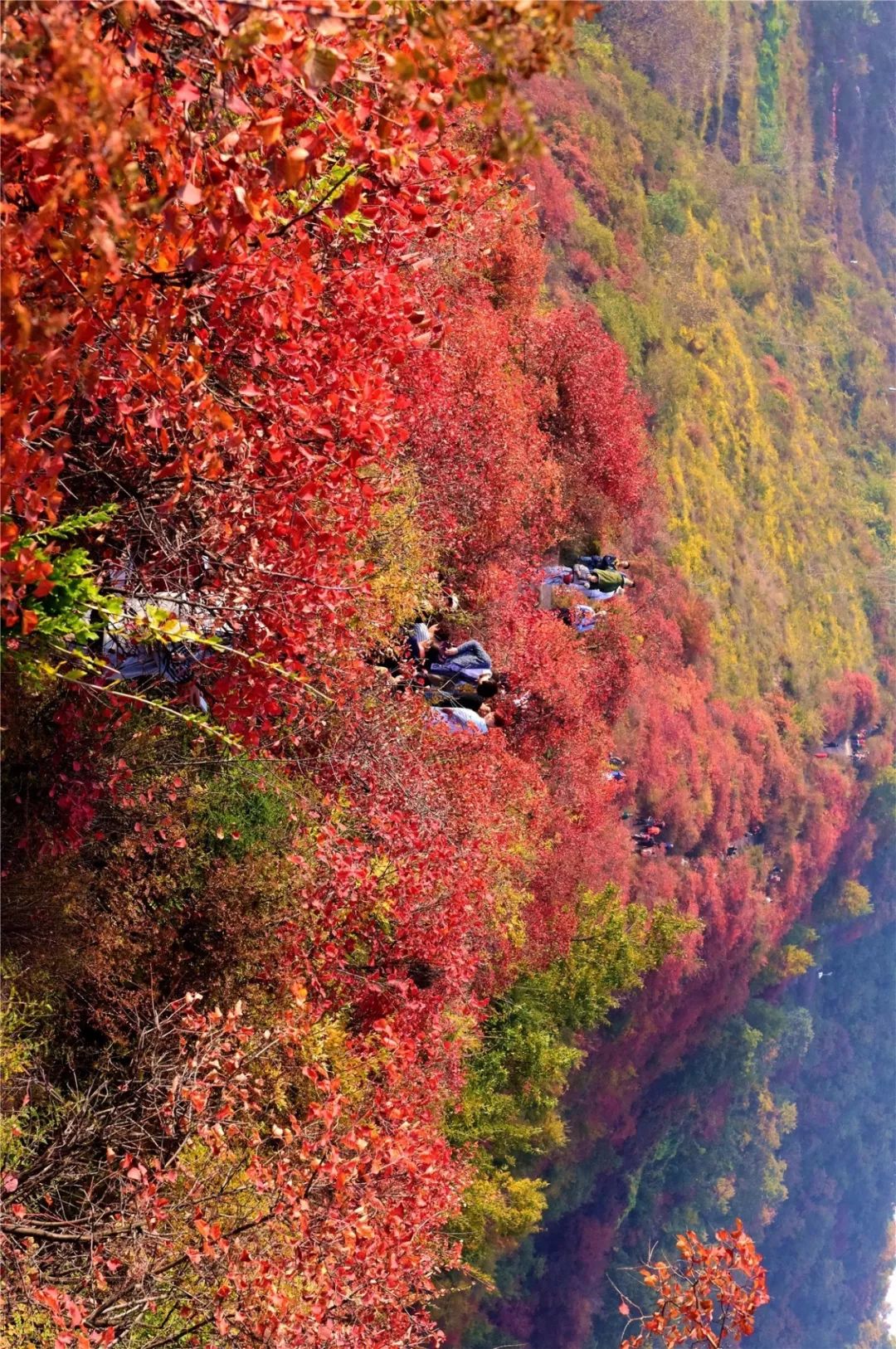 太撩人再過20天韓城香山紅葉將驚豔來襲刷爆朋友圈