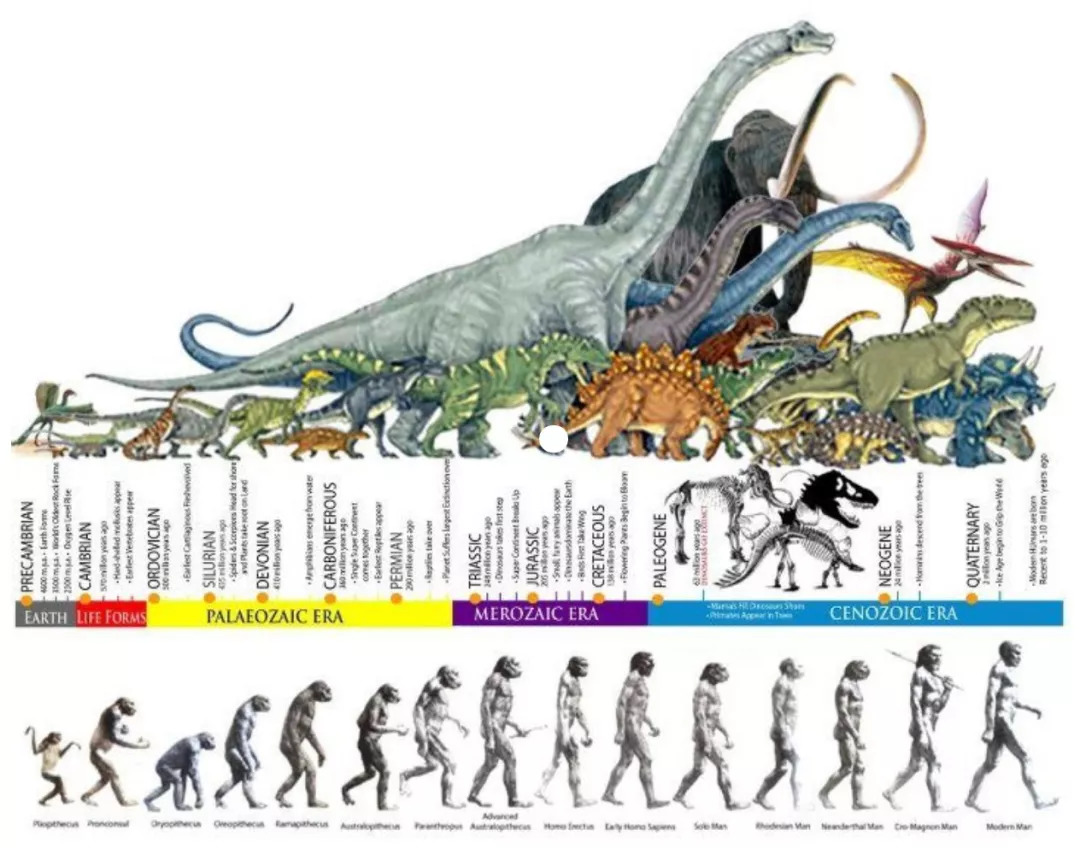 恐龙体型对比图片