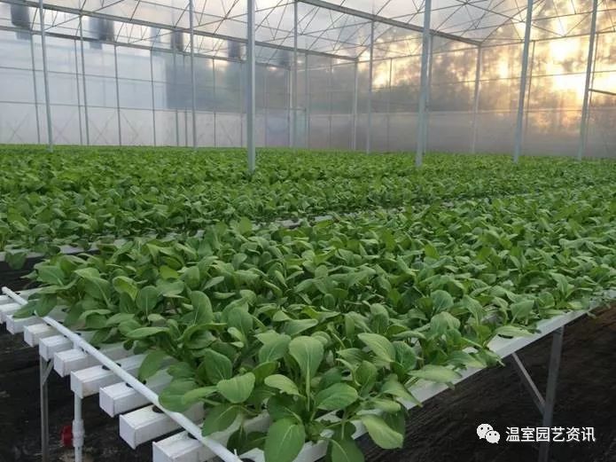 中国最大水培蔬菜基地图片