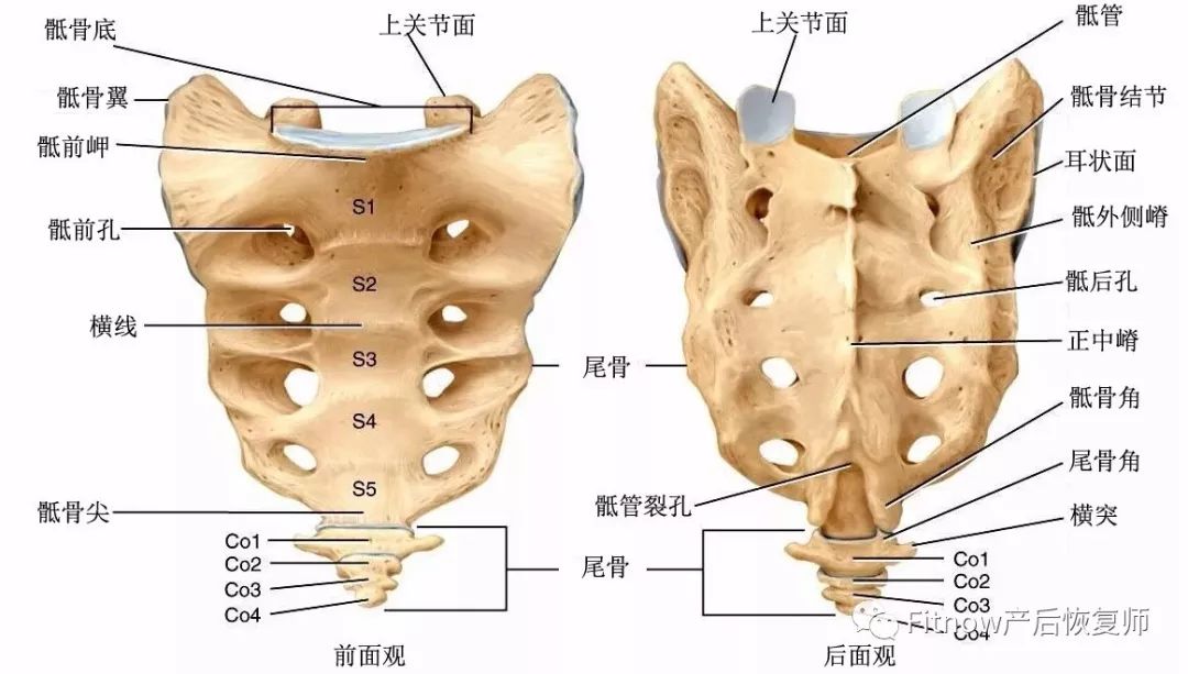 尾骨是三角形,由后面的3至5块尾椎接合而成在上面与骶骨形成关节