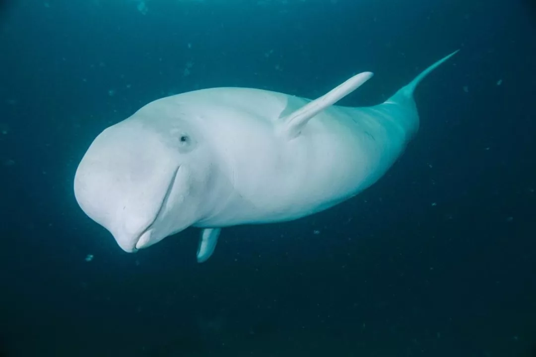 brian skerry /攝白鯨生活在北極海,剛出生時體色為灰色或茶色