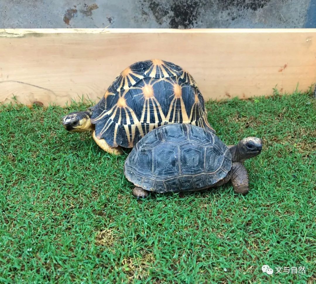 淺談陸龜散養戶外環境種草管理技術