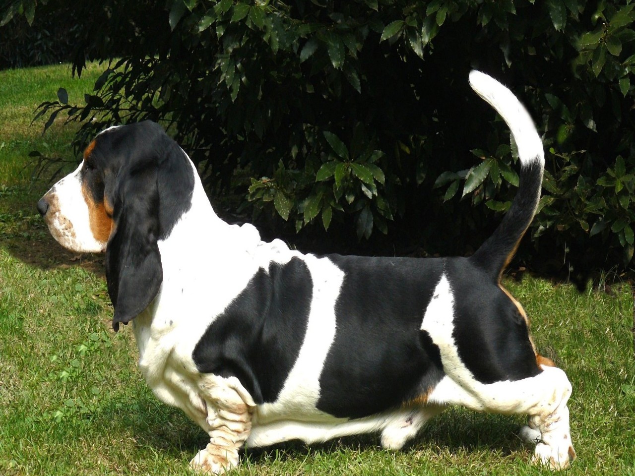 巴吉度猎犬(bassethound)也有的称法国短脚猎犬