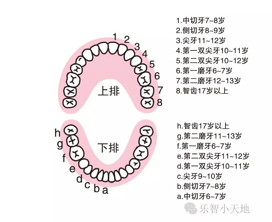 第二磨牙什么时候换图片