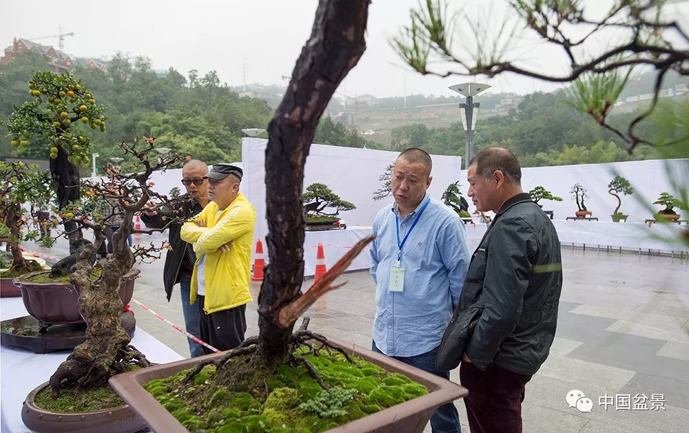 重庆市涪陵区第二届武陵山大裂谷杯盆景艺术展掠影