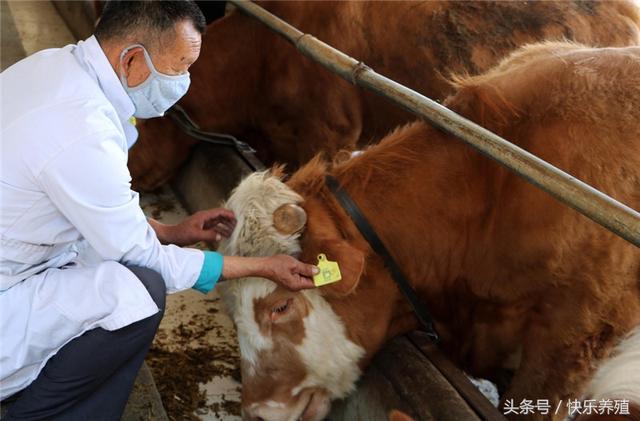 养牛小常识:给牛喂药和打针的技巧