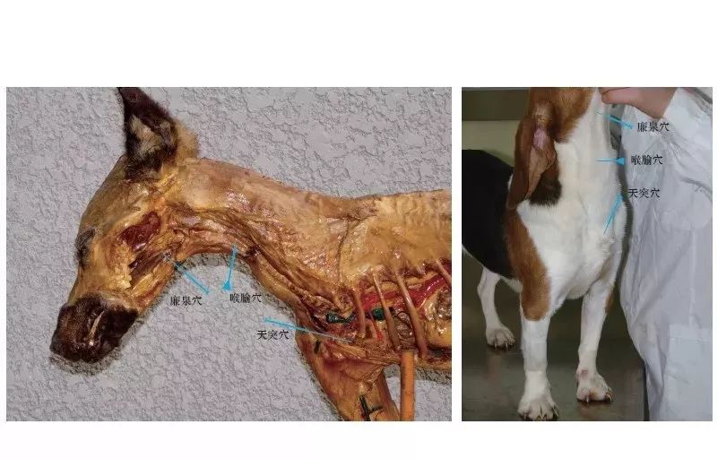 狗的致命要害部位图片图片