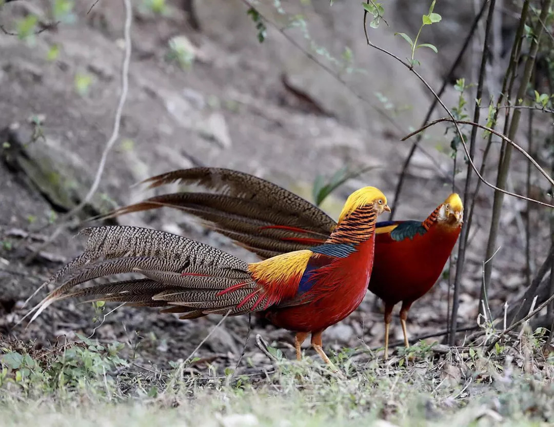 鳥類30餘種洋縣境內野生動物種類繁多如今更是