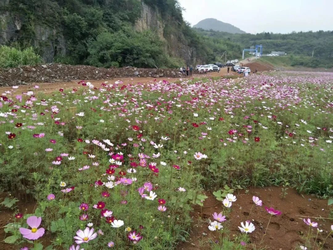 臨武網紅花海首次曝光亮爆你的雙眼速來圍觀