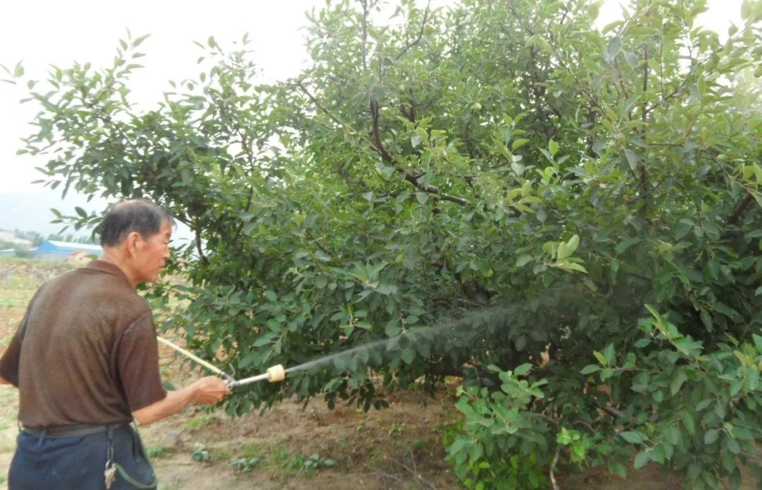 種了這麼多年果樹,你不一定會打藥?