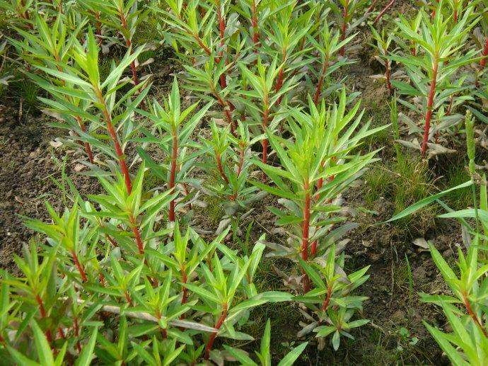 農村一種奇特野草,老農稱它為