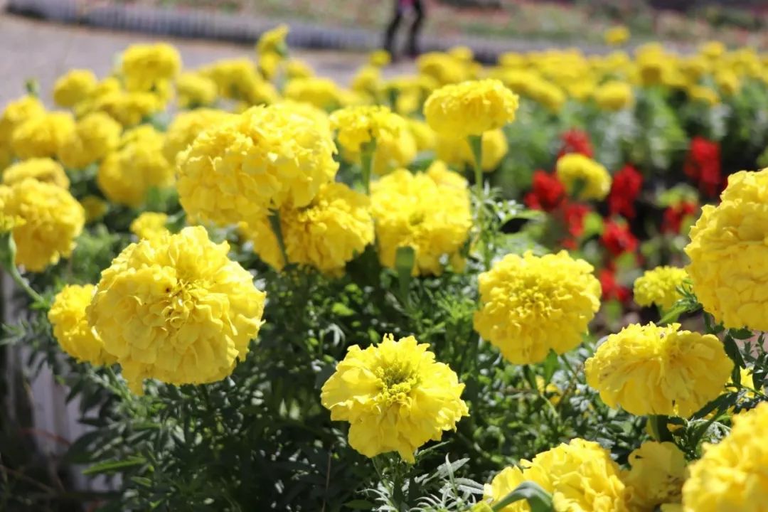 中心等單位主辦,推出國際鮮花港,北海公園,世界花卉大觀園,北京植物園