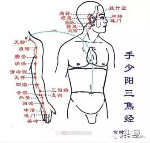 來看下循行路線圖:胳膊外側有三條陽經,分別是手陽明大腸經,手太陽